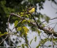 DSC_7339.jpg